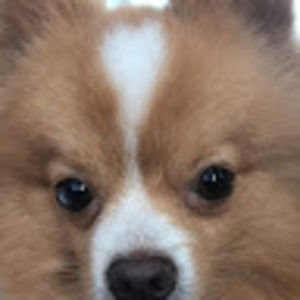 Meet your Posher, Sarazenia